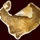 Image for article titled Fossil With Preserved Tail Feathers and Skin Reveals Dinosaur Plumage Patterns